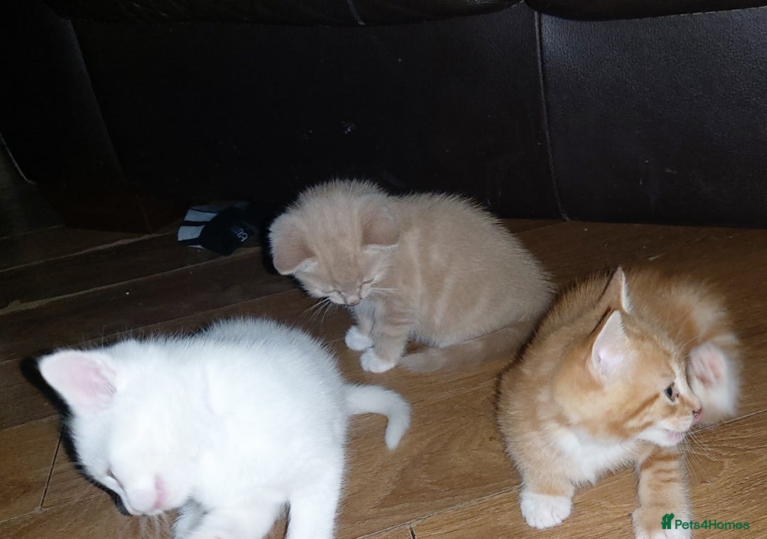 Mixed Breed cats for sale: 1 white, ginger and caramac kitten  - Advert 24