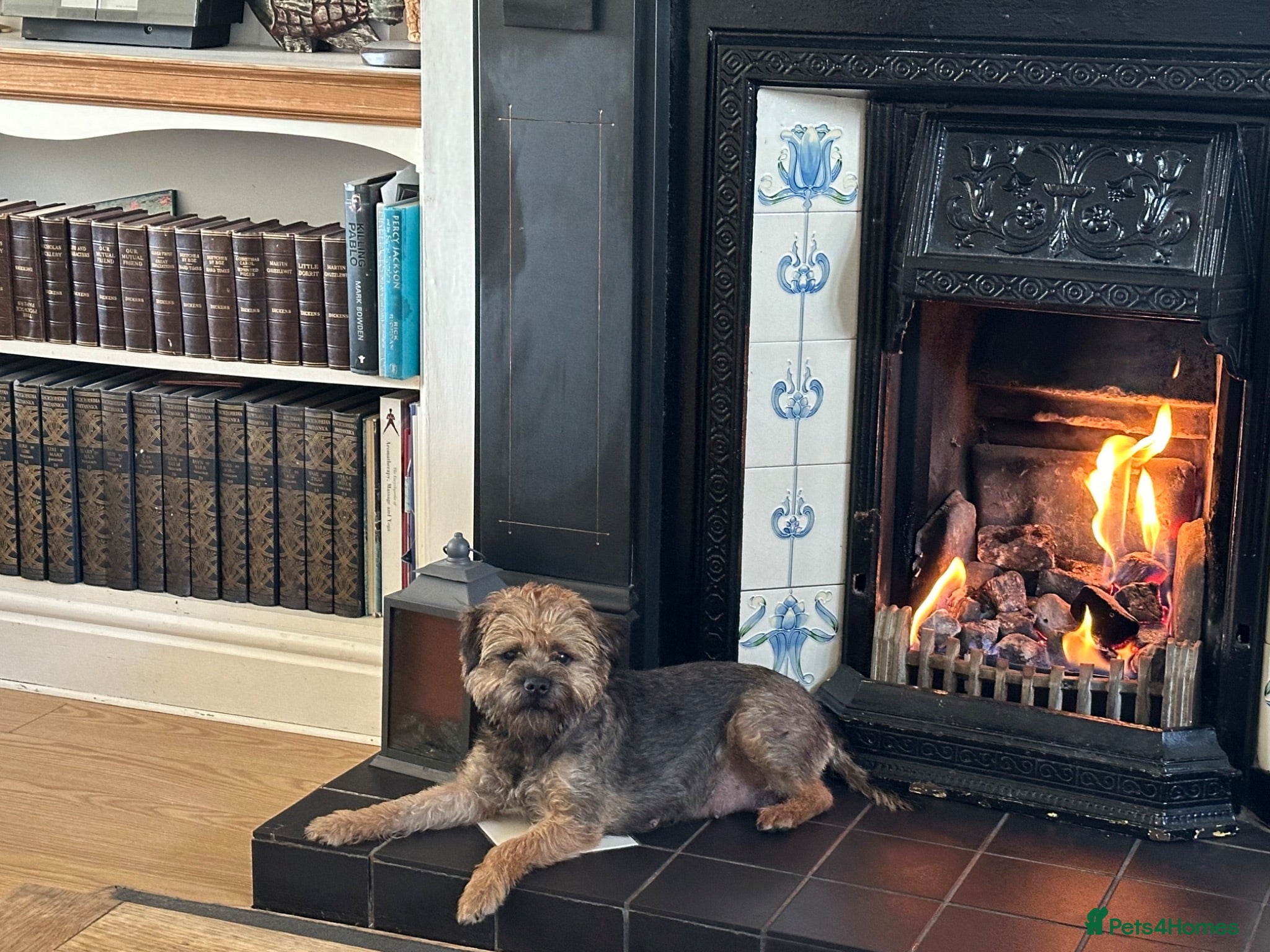 Border Terrier dogs BORDER TERRIERS PUPPIES - Advert 1