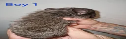 Chinchilla rodents for sale: 1 Female Chinchilla Kit Left - Advert 7