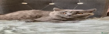 British Shorthair 4