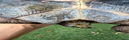 Tortoise reptiles for sale: Horsefield tortoise 2 years old female in Bolton - Advert 7
