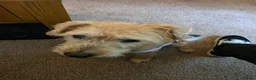 Mixed Breed dogs for sale: Sky for rehome - Advert 2