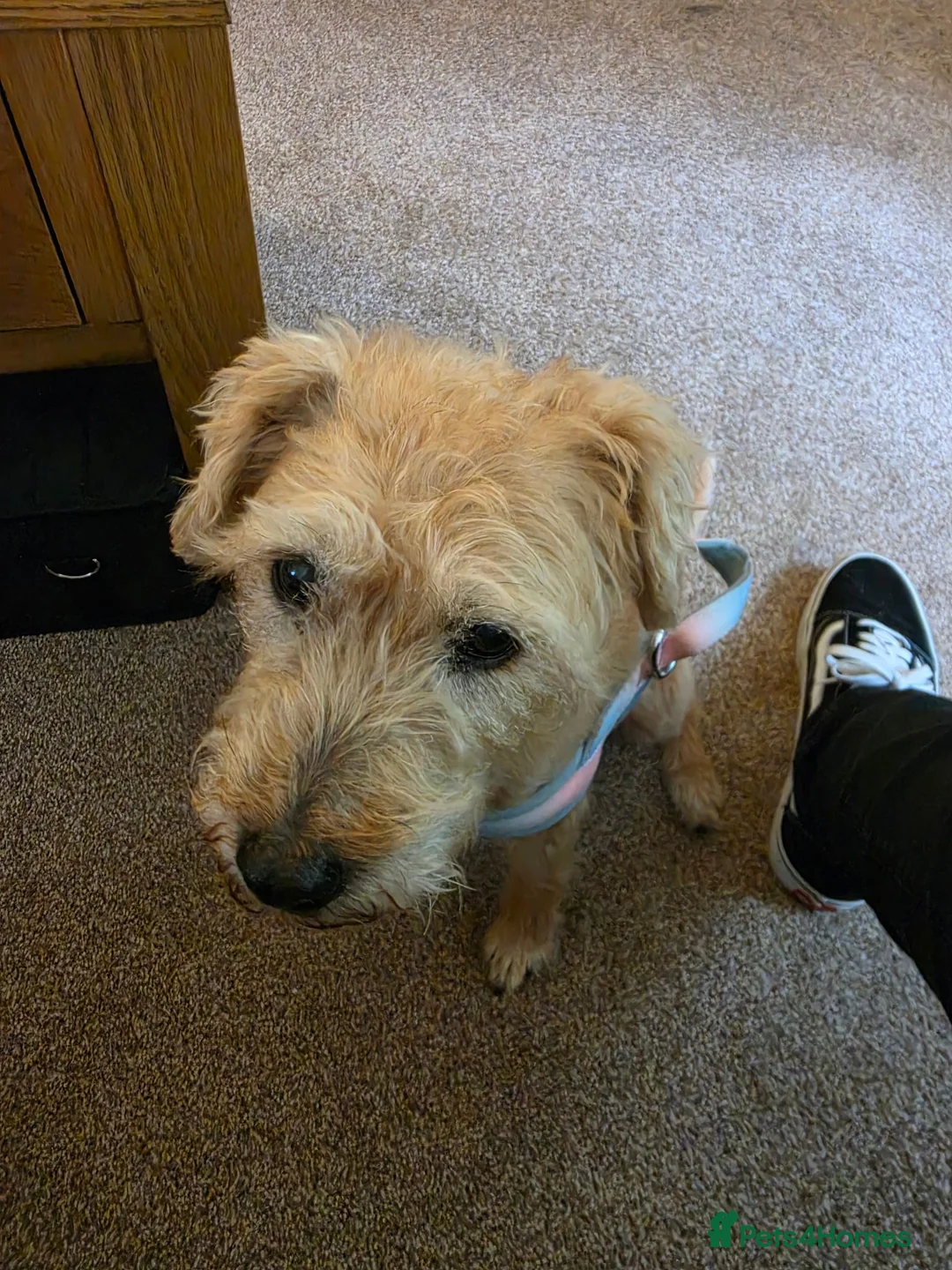Mixed Breed dogs for sale: Sky for rehome - Advert 2