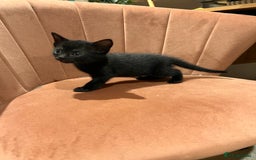 Domestic Shorthair cats for sale: Adorable Tortoiseshell Kittens - Image 14