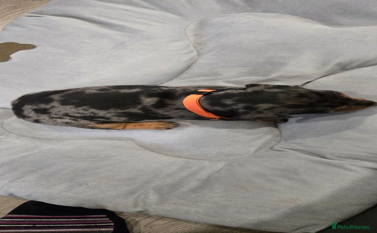 Dachshund dogs Beautiful Dapple Dachunds - Advert 3