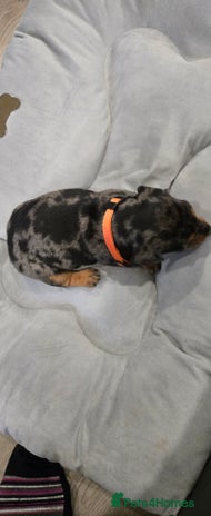 Dachshund dogs Beautiful Dapple Dachunds - Advert 3