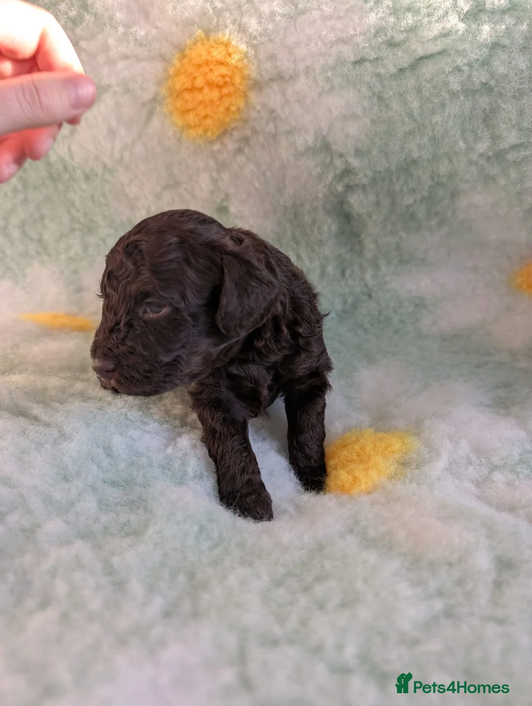 Toy Poodle dogs for sale: KC Reg DNA tested toy poodle pups - Advert 2
