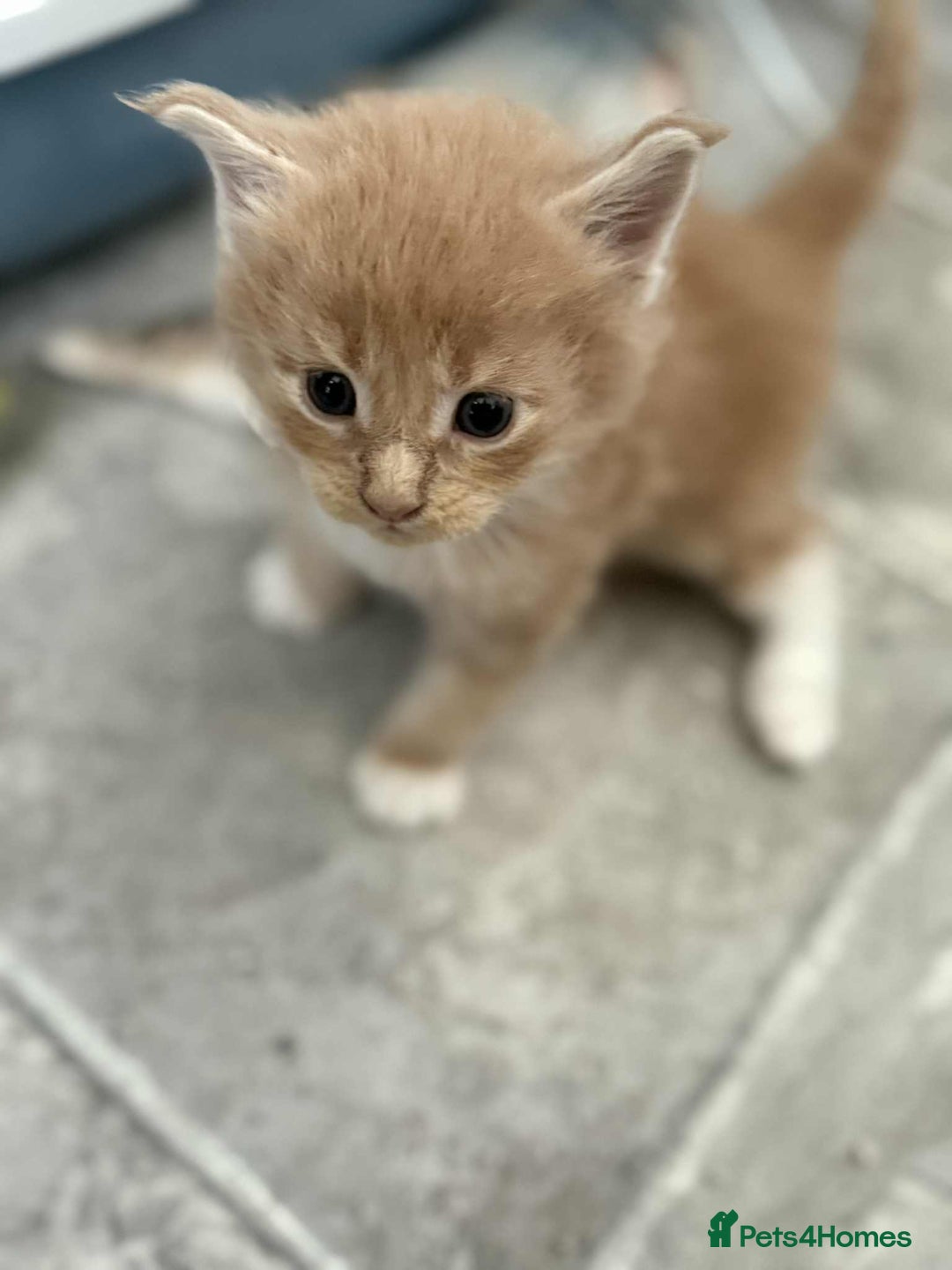 Maine Coon cats for sale: TICA Pedigree Maine Coon Kittens  - Image 17