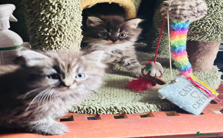 Scottish Fold cats - Advert 6