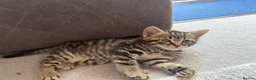Mixed Breed cats for sale: 3 kittens available now - Advert 8