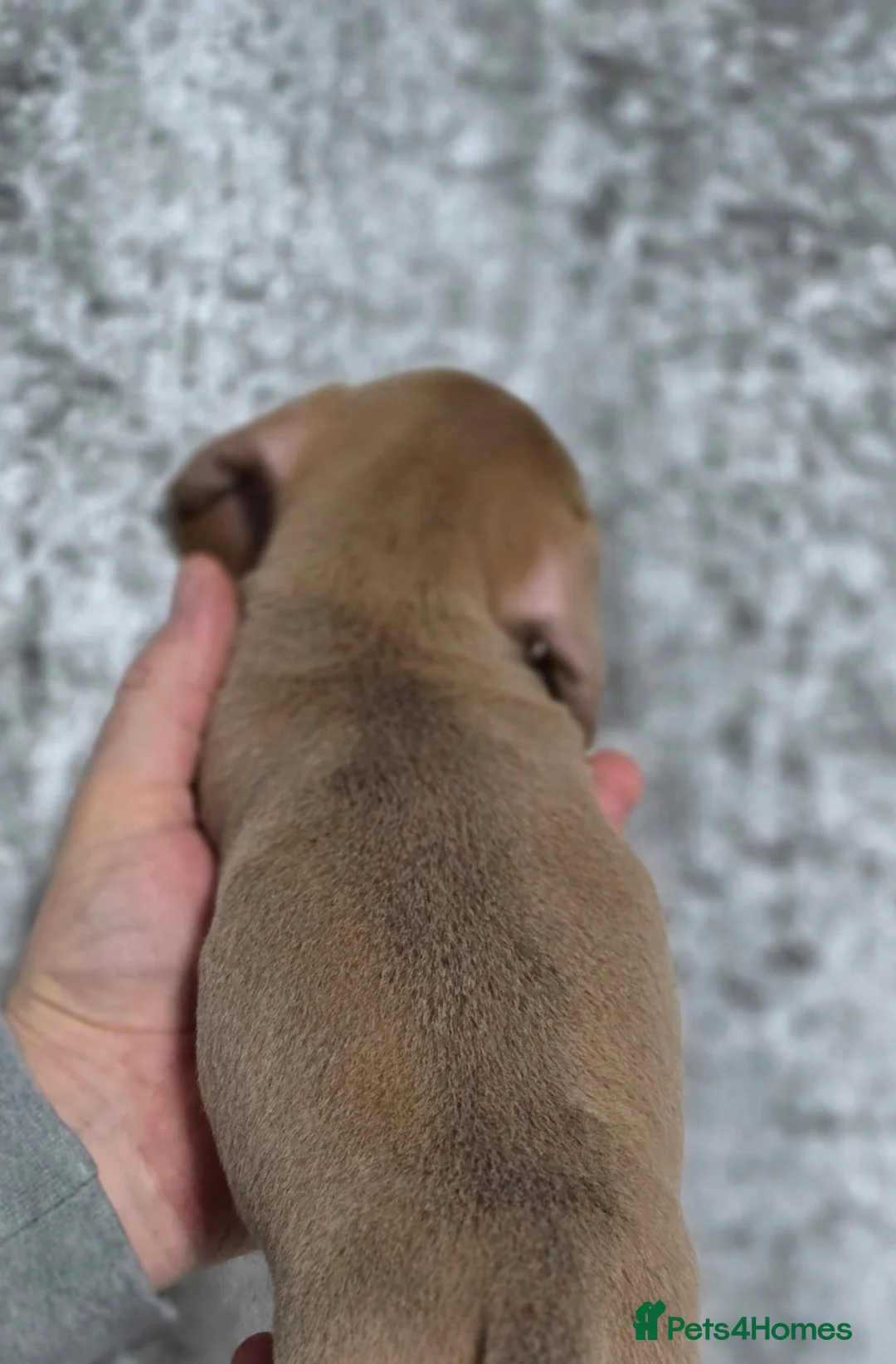 Dachshund dogs for sale: Beautiful miniature Dachshund puppies - Advert 4