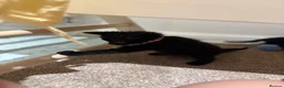 Domestic Shorthair cats for sale: Kittens - Advert 7