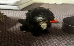 Cockapoo dogs for sale: 🍫🐶 F1b Chocolate Cockapoo Puppies🐶🍫  - Image 2