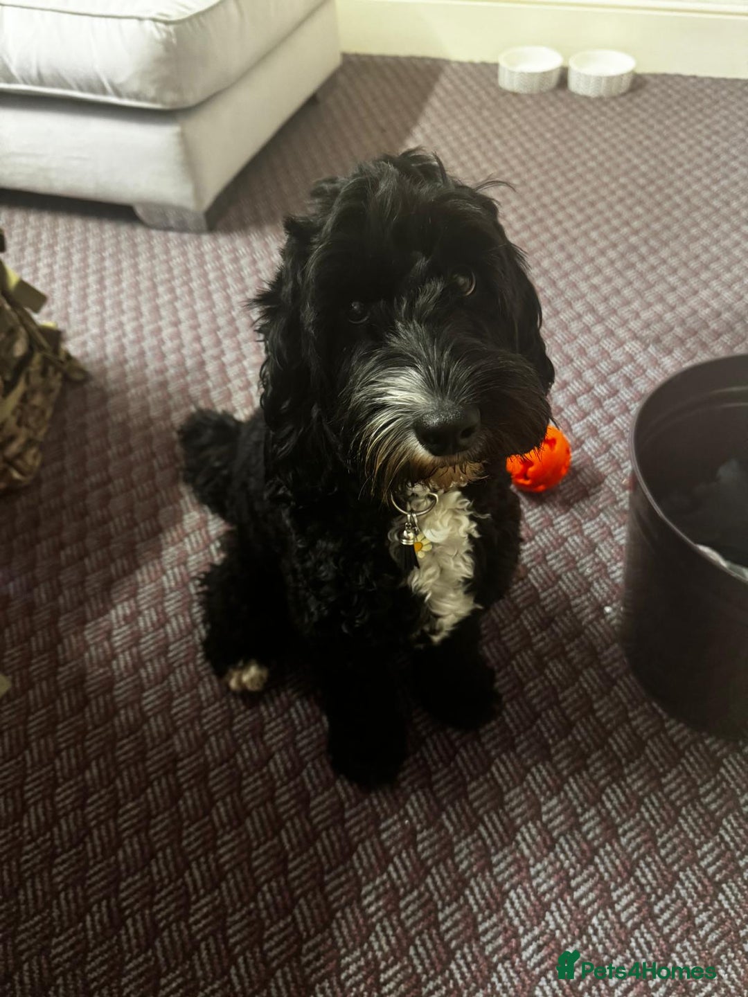 Cockapoo dogs for sale: 🍫🐶 F1b Chocolate Cockapoo Puppies🐶🍫  - Image 2