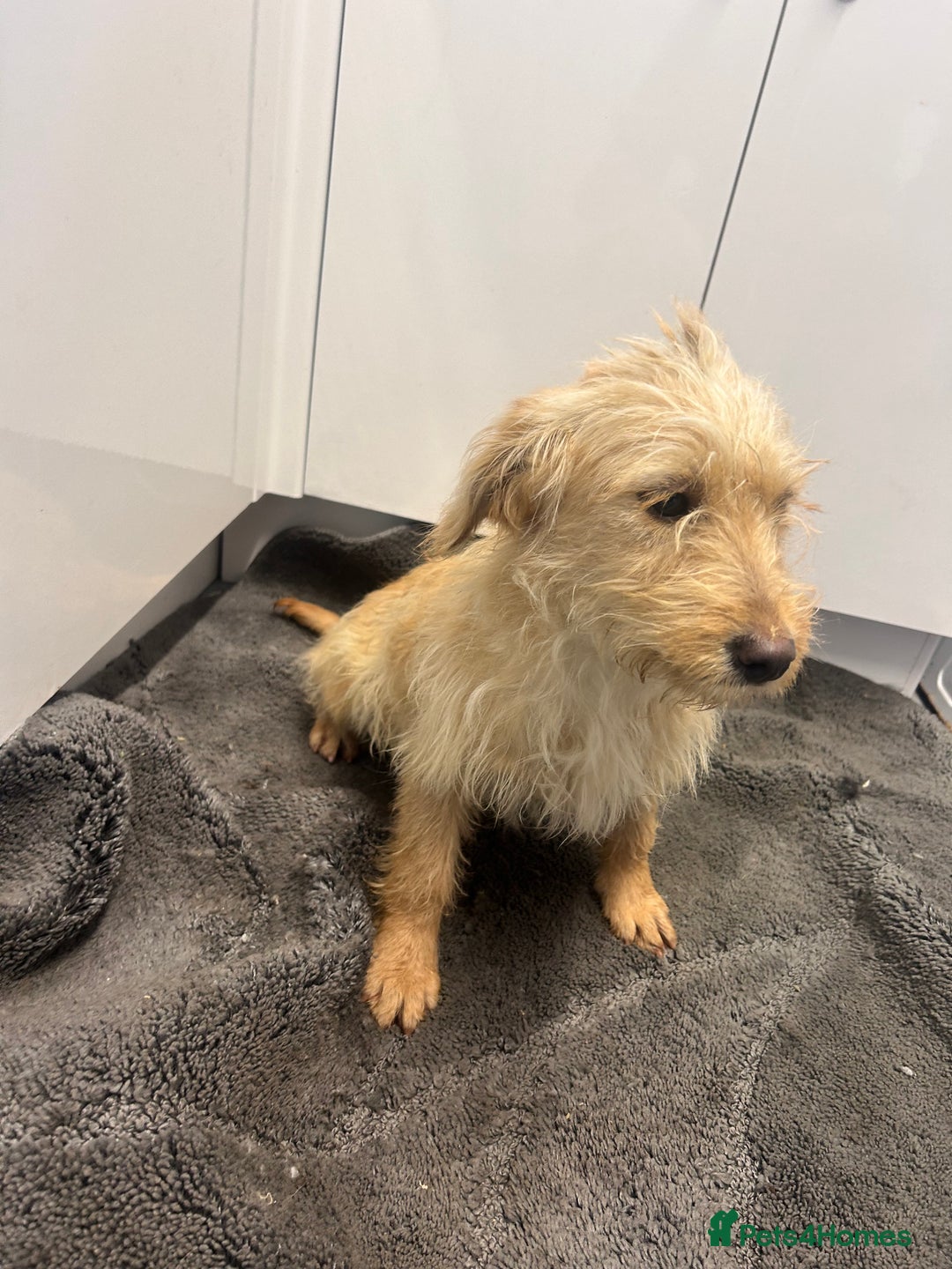 Labradoodle dogs for sale: F1 labradoodle puppies - Advert 2