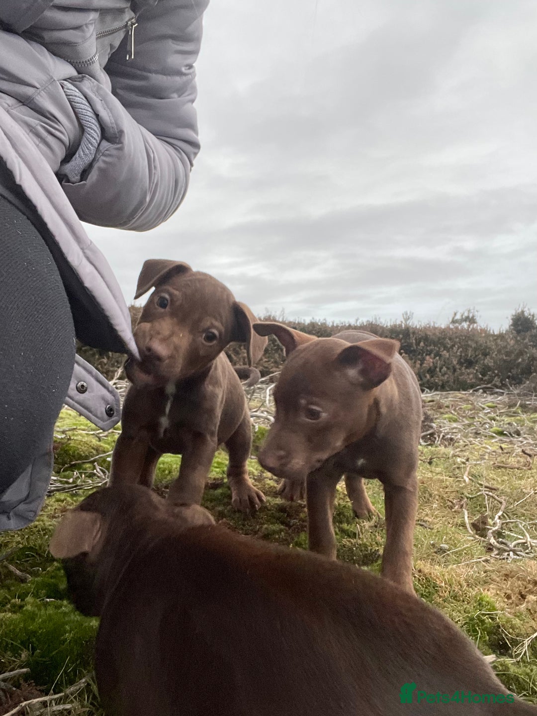 Patterdale Terrier dogs for sale: Parrerdale - Image 11