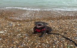 Staffordshire Bull Terrier dogs for stud: 💙Blue Staffordshire Bull Terrier Stud💙 - Image 2
