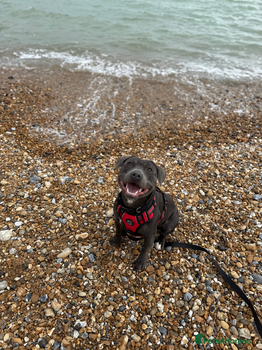Staffordshire Bull Terrier dogs for stud: 💙Blue Staffordshire Bull Terrier Stud💙 - Image 2