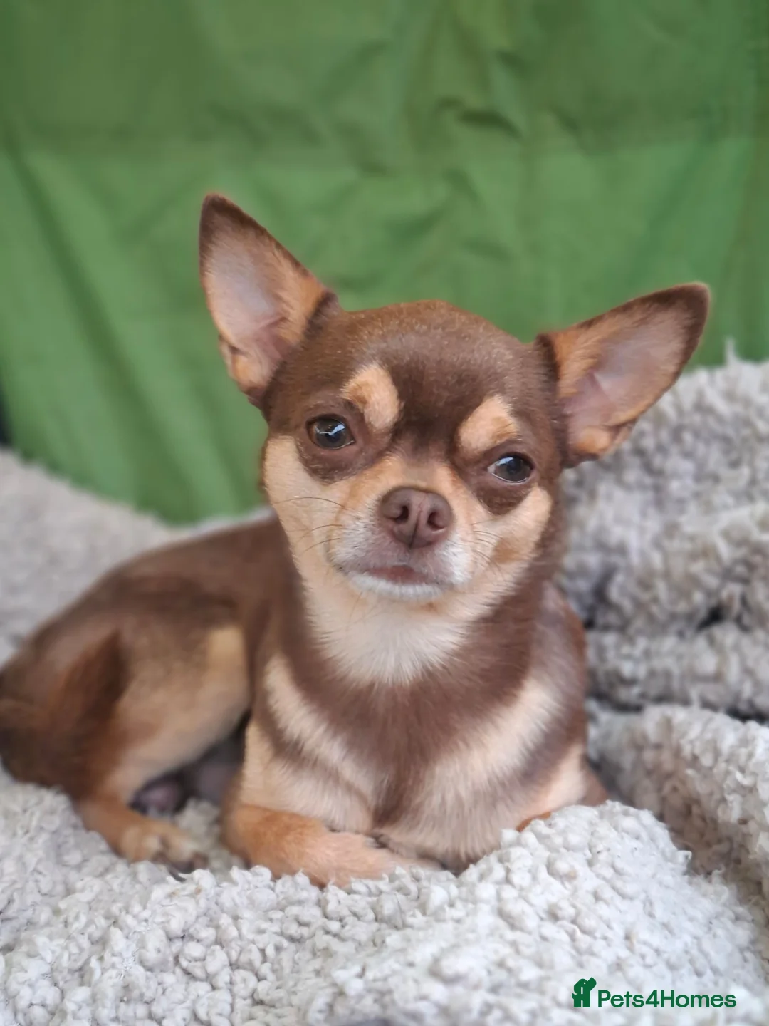 Chihuahua dogs for stud: KC SMOOTH COAT CHIHUAHUA  OPEN  AT STUD 💙 - Advert 1