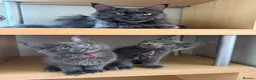 Maine Coon cats for sale: Handsome boys - Advert 2