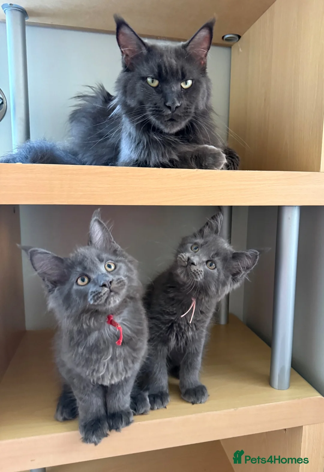 Maine Coon cats for sale: Handsome boys - Advert 2