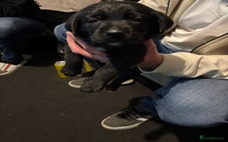 Borador dogs for sale: Lab collie puppies for sale  - Advert 2