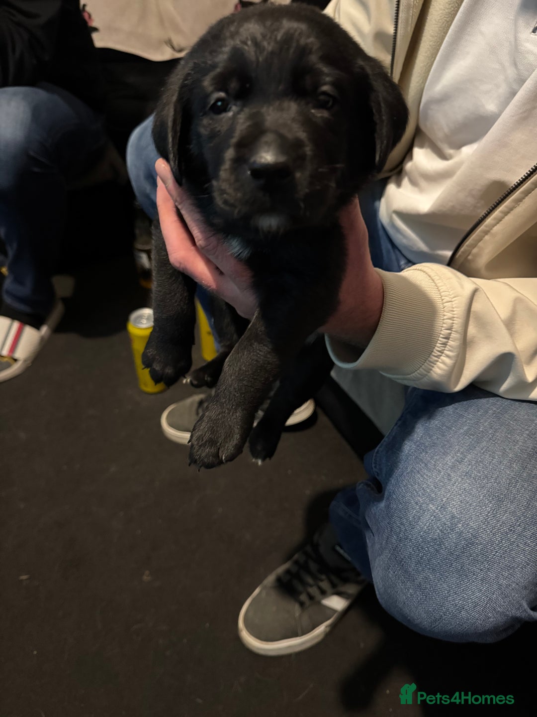 Borador dogs for sale: Lab collie puppies for sale  - Advert 2