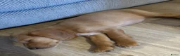 Cocker Spaniel dogs for sale: Female Cocker Spaniel - Advert 6
