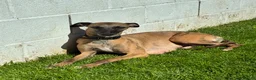 Whippet dogs for sale: 6th Generation Pedigree Whippets - Advert 31