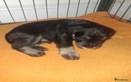 Miniature Schnauzer dogs for sale: 3 adorable miniature schnauzer puppies  - Image 5