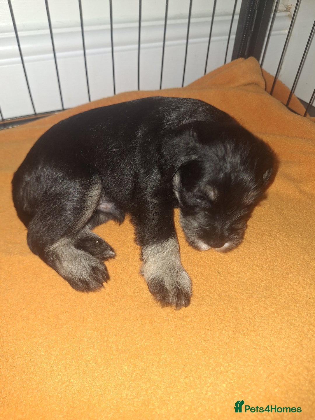 Miniature Schnauzer dogs for sale: 3 adorable miniature schnauzer puppies  - Image 5