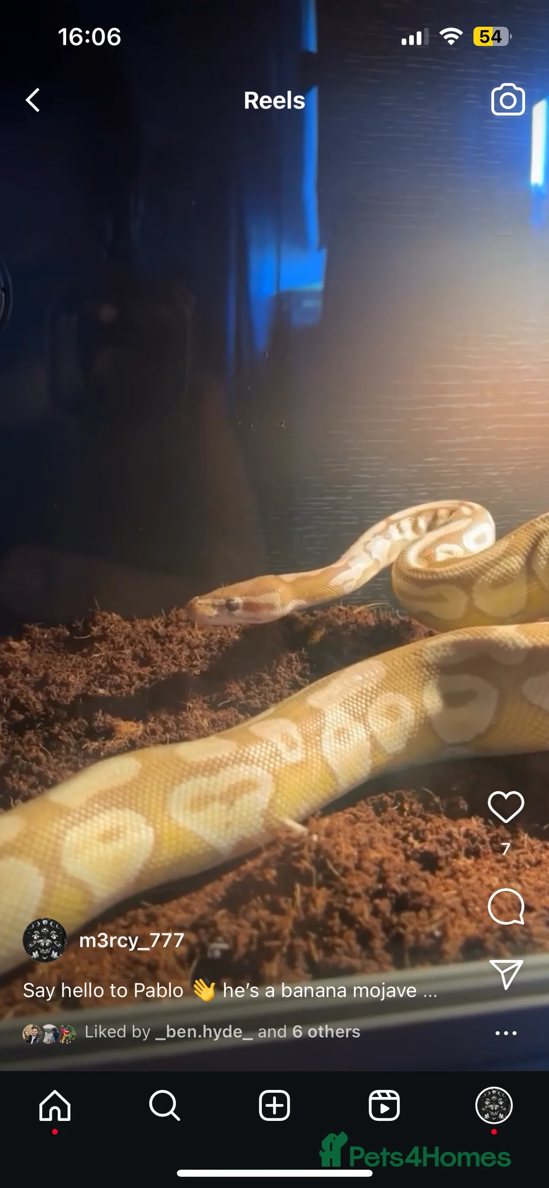 Python Snake reptiles for sale: Banana Mojave Ball Python - Advert 3