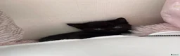 Mixed Breed cats for sale: 5 kittens  in Worcester - Advert 16