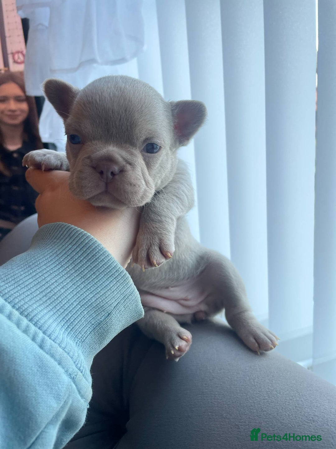 French Bulldog dogs for sale: LAST Girl KC  French Buldog in Crewe - Image 32