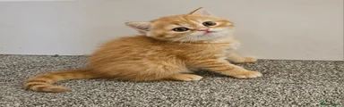 Scottish Fold Kitten 1