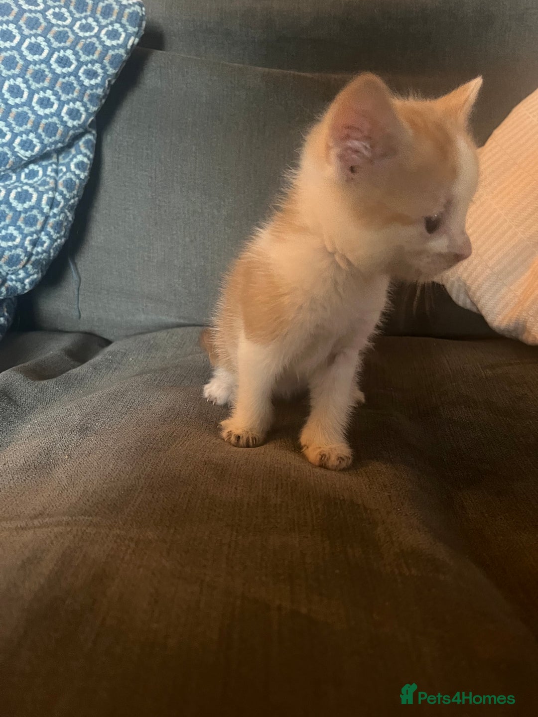 British Shorthair cats for sale: 1 female and 3 toms - Image 13