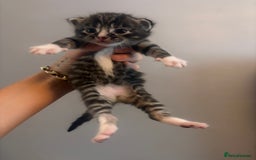 Mixed Breed cats for sale: Kittens for sale  - Image 5