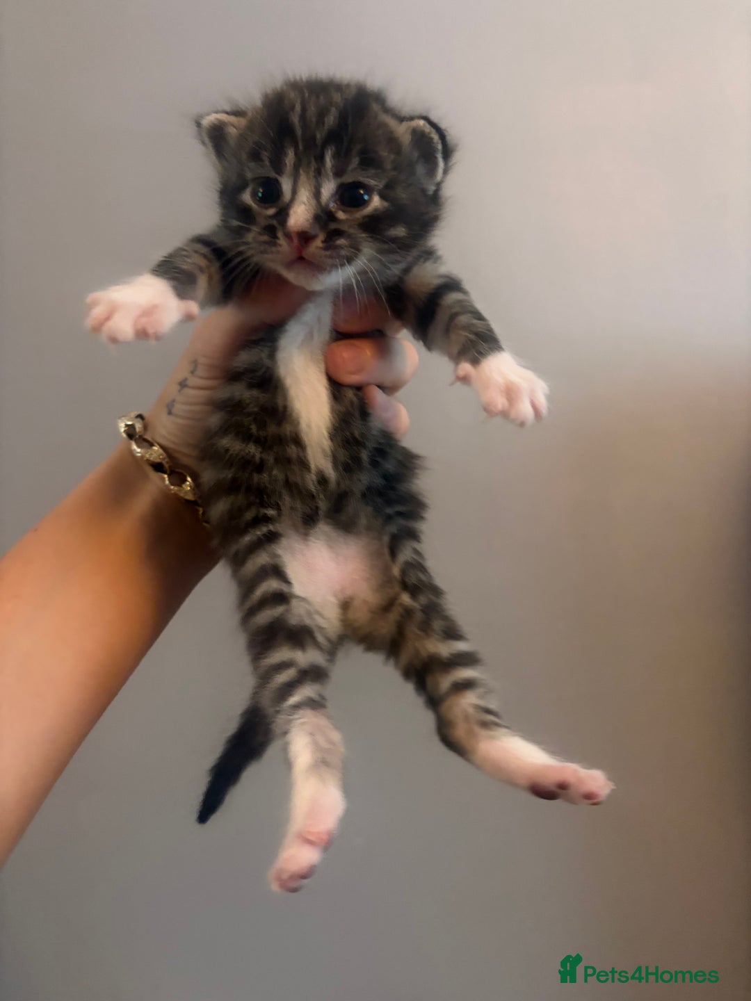 Mixed Breed cats for sale: Kittens for sale  - Image 5