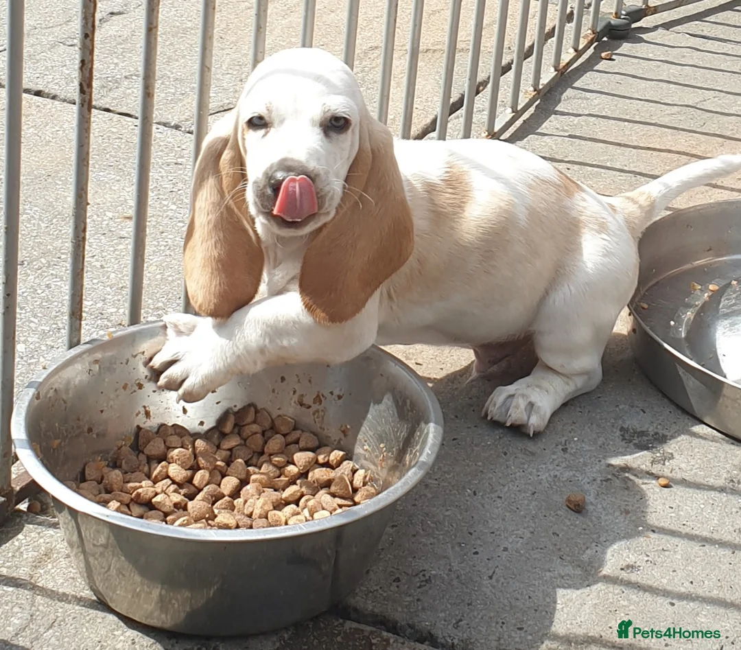 Basset Hound dogs for sale: Basset hound pups - Advert 9
