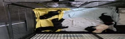 Labrador Retriever dogs for sale: Labrador puppies looking for their forever home - Advert 11