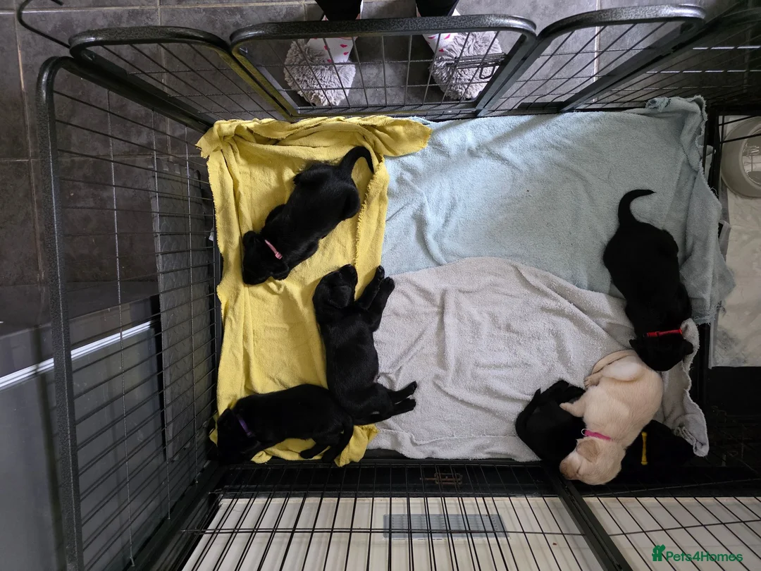 Labrador Retriever dogs for sale: Labrador puppies looking for their forever home - Advert 11