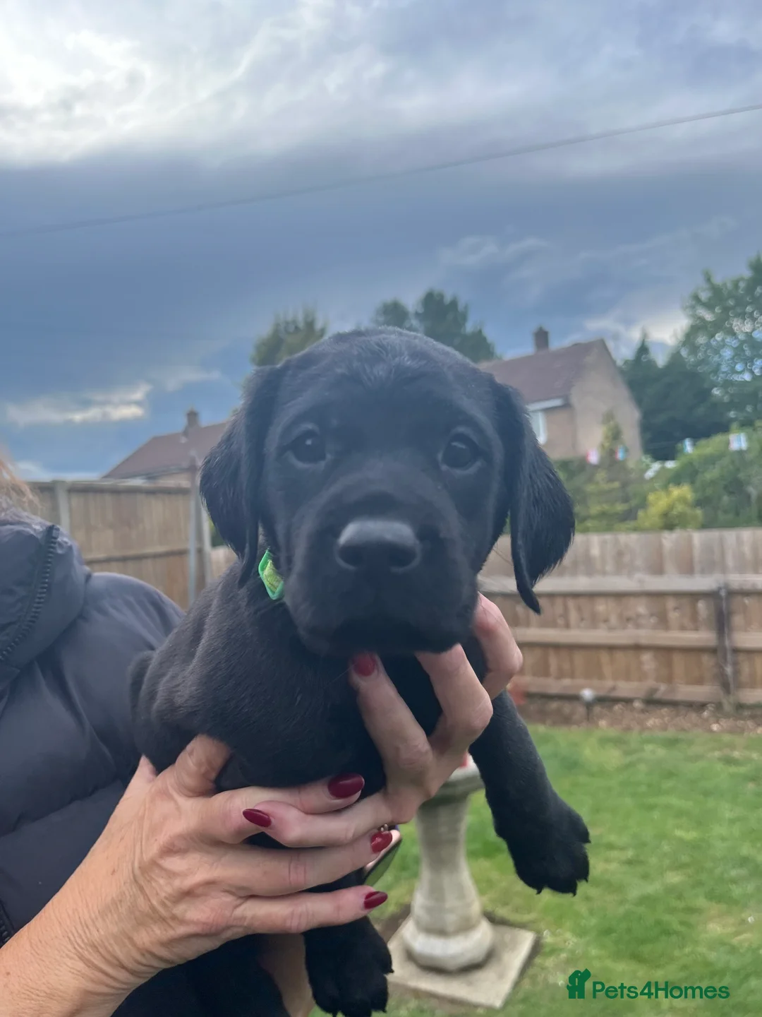 Springador dogs for sale: Springador puppies  - Advert 2