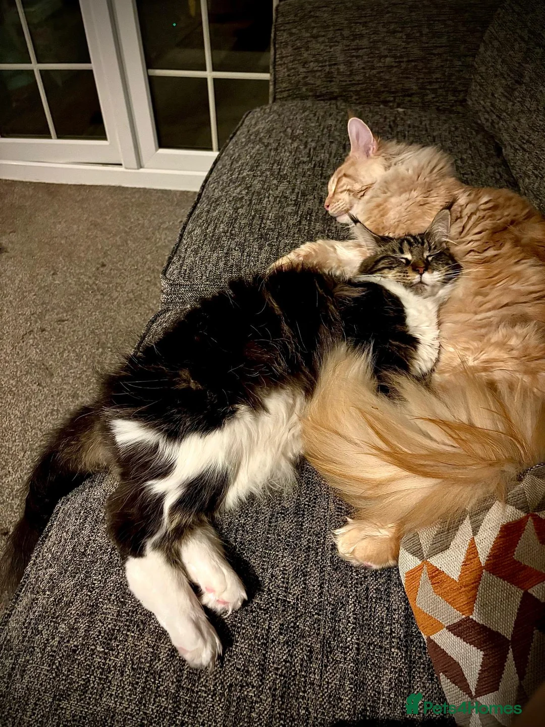 Maine Coon cats for sale: GCCF Maine Coon, Grand Champion bloodline in Grantham - Advert 1