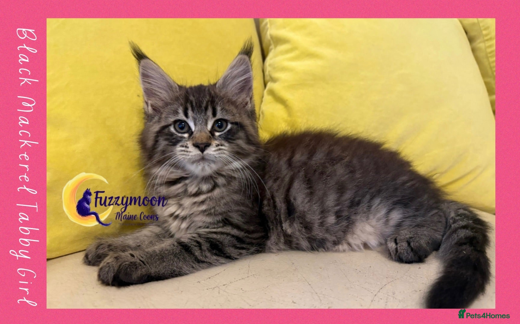 Maine Coon cats ONE GIRL LEFT TICA Pedigree Maine Coon Kittens - Advert 11