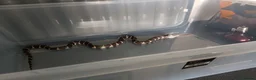 King Snake reptiles for sale: California King Snake - Cecil in Nottingham - Advert 2