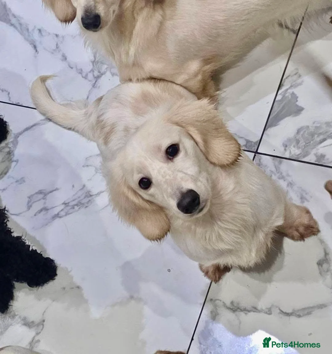 Miniature Dachshund dogs for stud: DOUBLE INTENSITY CREAM PIEBALD LONGHAIRED KC STUD - Advert 2