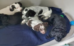 Cocker Spaniel dogs for sale: Working type cocker spaniels - Image 4