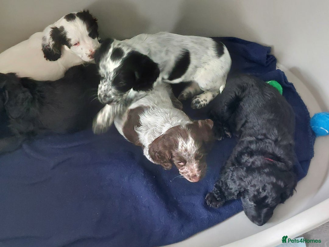 Cocker Spaniel dogs for sale: Working type cocker spaniels - Image 4