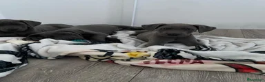 Great Dane 6