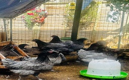 Chickens poultry for sale: Point of Lay Chickens - AVAILABLE NOW - Image 8
